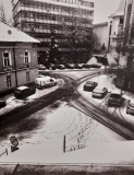 38_Varga-Virág_Fák-kisebbségben