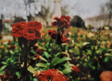 Ferenczi-Anikó_Tavaszi-varázslat