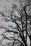 Tenczer-Franciska_A-csend-hangja